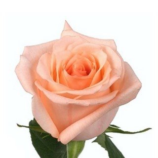 Роза высокая розовая, 70-80 см