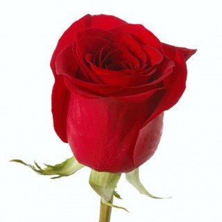 Роза высокая бордовая, 70-80 см