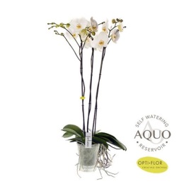 Орхидея Фаленопсис 3-х ств. (100 см)!