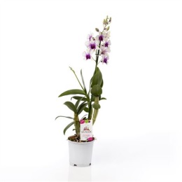 Орхидея Дендробиум (45см)